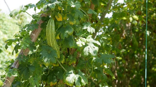 Green bitter melon hanging on a vine with lush green leaves in a sunny garden bed. Homegrown food.