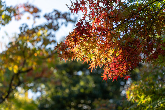 色づいた紅葉