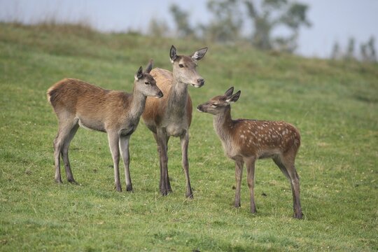 Red deer (Cervus elaphus) adult (centre) with last year's calf (left) and this year's calf in a mountain meadow during the rut, Allg&auml;u, Bavaria, Germany
