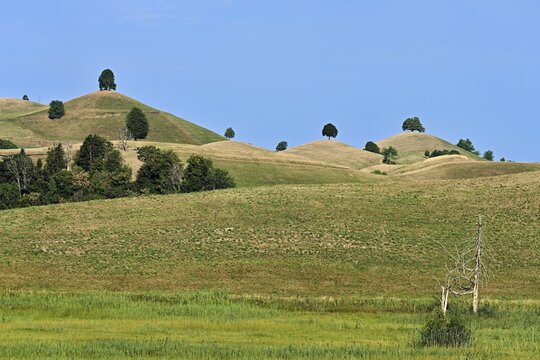 Linden trees (Tilia) growing in parched, dried-up meadows in the drumlin landscape, the hot summer of 2026, Hirzel, Canton of Zurich, Switzerland