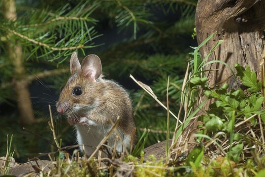 Apodemus flavicollis, yellow-necked mouse, rodents, rodentia, yellow-necked mouse, mammals, mouse, muroids, mice, rodents, mammals