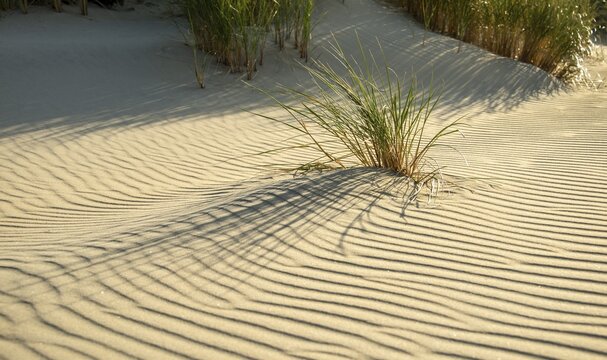 Grasses in the sand cast shadows, wave patterns in light sand, Sandfly Bay, Dunedin, Otago, Otago Peninsula, South Island, New Zealand