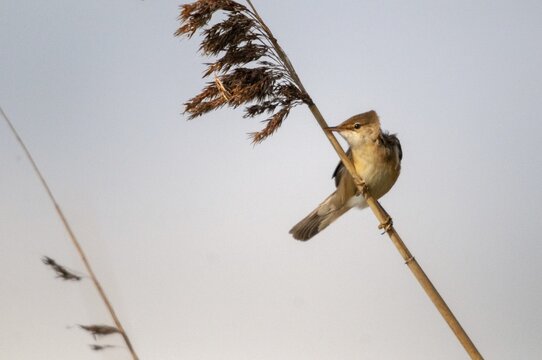 Acrocephalus scirpaceus, reed warbler, birds, passeri, songbirds, songbirds, birds, warblers