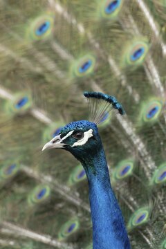Indian peafowl or Peacock (Pavo cristatus) adult male bird displaying showing its tail feathers, England, United Kingdom