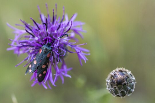 Ringed crown pea ram, billowing burnet, variable burnet moth, variable red ram, zygaena ephialtes, blood droplets, butterfly, insects, moths, moths, moths, moths, moth, butterfly, ram