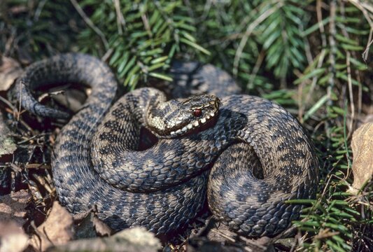 European adder, European viper, venomous snake, vipera berus, critters, poisonous reptilia, reptilia, snakes, snakes