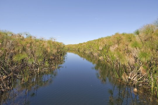 Canal through dense Papyrus plants on the Okawango River, Botswana, Africa