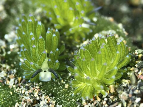 Three small green nudibranchs, the &lsquo;Shaun the Sheep' nudibranch (Costasiella kuroshimae), on the seabed. This nudibranch is also known as &lsquo;Shaun the Sheep'. A marine nudibranch with kleptoplastids. Clearly visible are the chloroplasts taken up from the green alga Avrainvillea lacerata and stored within its own body. Body length approx. 3 mm. Dive site: Puri Jati, Umeanyar, Bali, Indonesia