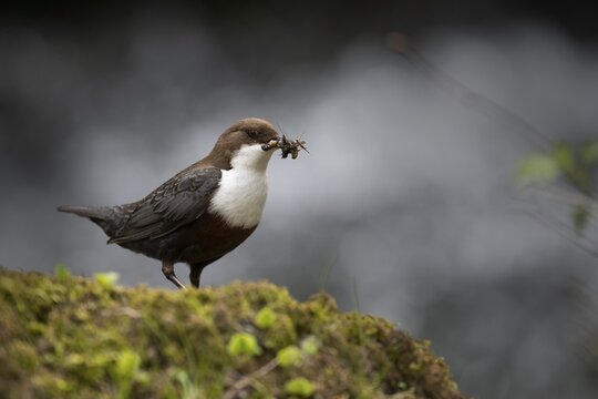 White-throated Dipper with prey at the mountain stream, Bitburg, Rhineland-Palatinate, Germany