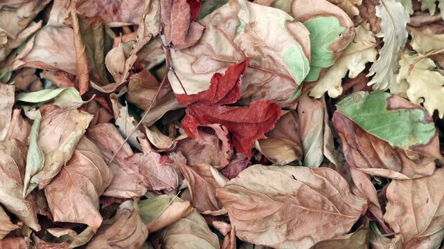 Dry Fallen Leaves Covering Forest Floor. Close-up of dry fallen leaves in brown, red and green tones covering the forest floor and forming a natural seasonal texture.