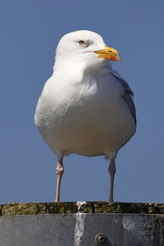 European herring gull (Larus argentatus), North Sea coast, Schleswig-Holstein, Germany