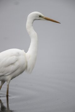 Great White Egret (Ardea alba), Emsland, Lower Saxony, Germany
