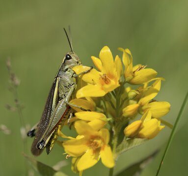 Acrididae, caelifera, grasshoppers, short-feeler scare, locustinae, mecostethus grossus, stethophyma grossum, swamp scare, grasshoppers, grasshoppers, insects, large marsh grasshopper