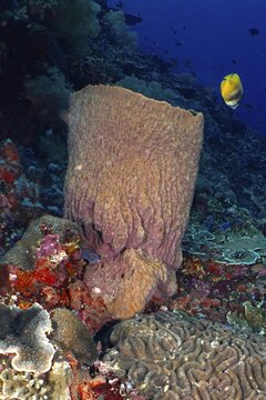 Barrel sponge, barrel sponge (Xestospongia testudinaria) with tropical fish, yellow butterflyfish, Sunburst Butterflyfish (Chaetodon kleinii), and corals in the underwater reef, dive site Toyapakeh, Nusa Ceningan, Nusa Penida, Bali, Indonesia
