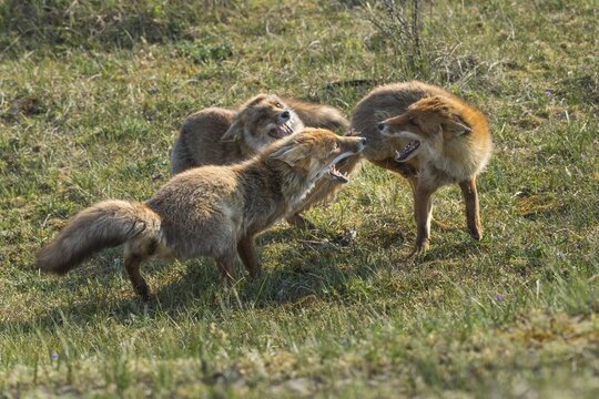 Red fox (Vulpes vulpes) fighting, Netherlands