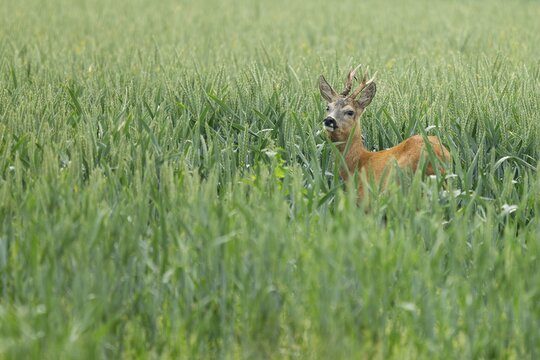 Roe deer (Capreolus capreolus), roebuck standing in a grain field, wildlife, Lower Saxony, Germany