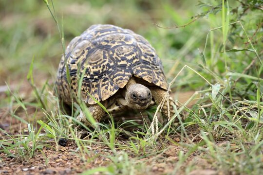 Panther tortoise (Testudo pardalis), adult, running, foraging, Pilanesberg National Park, North West Province, South Africa