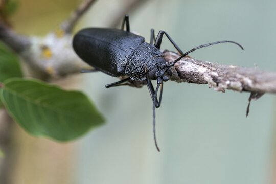 Cerambycidae, Ergates Faber, Mulmbock, Housebuck, Beetle, Longhorn Beetle, Coleoptera, Female, Insects, Beetles, Long-Horned Beetle, Female