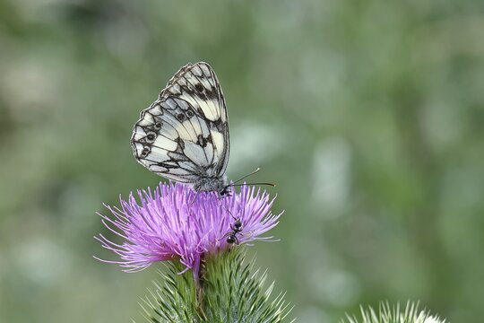 Checkerspot butterfly (Melanargia galathea) on creeping thistle (Cirsium hydrophilum), underside of wing, close-up, Wilnsdorf, North Rhine-Westphalia, Germany