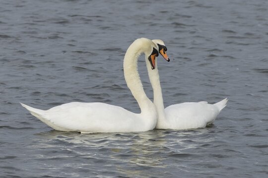 Mute swan (Cygnus olor) two adult birds performing their courtship love display on the water of a lake, England, United Kingdom