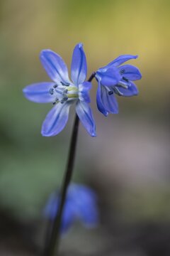 Siberian blue star (Scilla siberica), Emsland, Lower Saxony, Germany