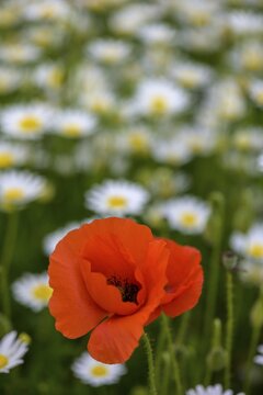 Flowering poppies and marguerites, Campo Imperatore, Province of L'Aquila, Italy