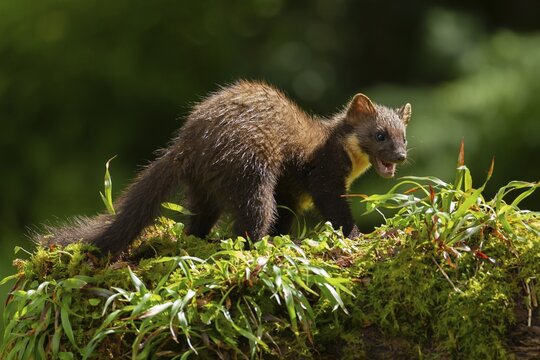 European pine marten (Martes martes) adult on a moss covered stone wall, Ardnamurchan, Scotland, United Kingdom