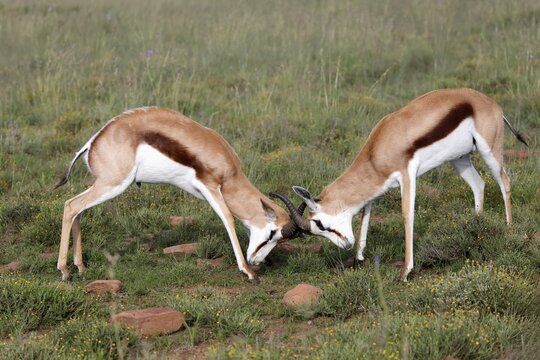Springbok (Antidorcas marsupialis), adult, male, two, fighting, Mountain Zebra National Park, Eastern Cape, South Africa