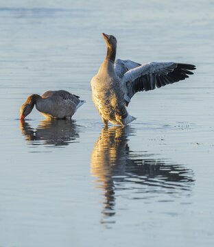 Greylag goose (Anser anser) two greylag geese standing in the shallows of a wetland, one goose flapping its wings, Lower Saxony, Germany
