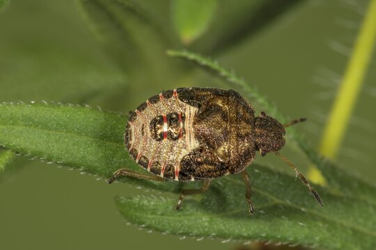Spring tree bug (Peribalus strictus) in the 5th larval stage on a leaf, Baden-W&uuml;rttemberg, Germany