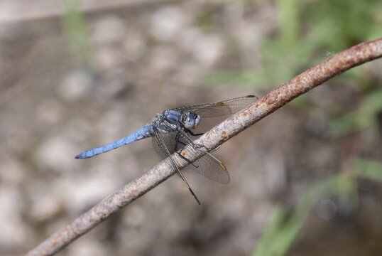 Orthetrum Brunneum, Southern Skimmer, Southern Blue Arrow, Anisoptera, Blue Arrow, Bulgaria, Damselflies, Dragonflies, Insects, Dragonflies, Male, Odonata, Sailing Barks