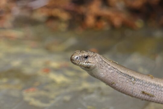 Slow worm (Anguis fragilis), Wilnsdorf, North Rhine-Westphalia, Germany