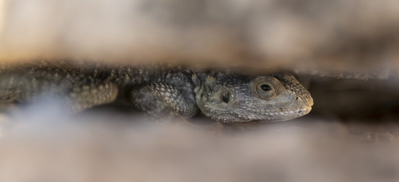 Stellion (Stellagama stellio), agame in a crevice, Kos, Dodecanese, Greece