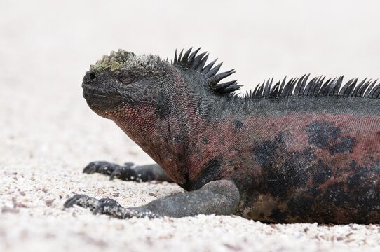 Galapagos Marine Iguana (Amblyrhynchus cristatus mertensi), Santiago Island, Galapagos, Ecuador, South America