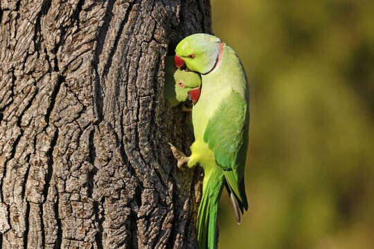 Two collared parakeets (Psittacula krameri) hanging from a tree at the breeding burrow, wildlife, Germany
