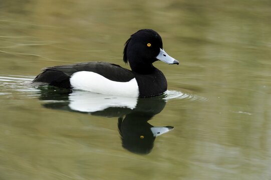 Tufted duck (Aythya fuligula), with reflection