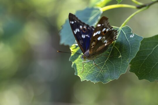 Apatura ilia, small Schiller butterfly, Lesser purple emperor, butterfly, insects, butterflies, butterflies, butterflies
