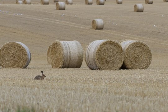 European brown hare (Lepus europaeus) adult animal sitting in a farmland stubble field with straw bales, England, United Kingdom