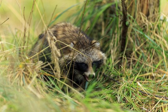 A raccoon dog hides in the grass and looks attentively, raccoon dog, (Nyctereutes procyonoides), wildlife, Western Pomerania Lagoon Area National Park, Zingst, Mecklenburg-Western Pomerania, Germany