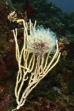 Translucent Sea squirt (Clavelina Dellavallei) on white gorgonian (Eunicella singularis), dive site Marine Protected Area Cap de Creus, Rosas, Costa Brava, Spain, Mediterranean Sea