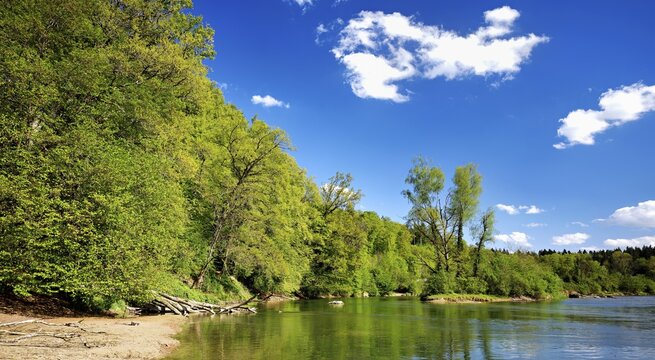 Small island in the Reuss river, beech trees sprouting leaves in spring, Niederwil, Gnadental, Bremgarten district, Canton of Aargau, Switzerland