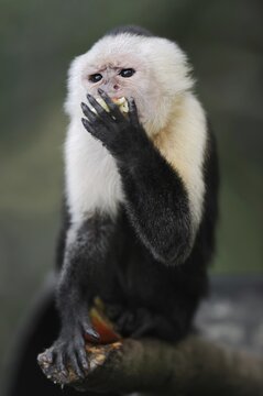 White-shouldered capuchin monkey or white-headed capuchin (Cebus capucinus), feeding, captive, occurring in South America