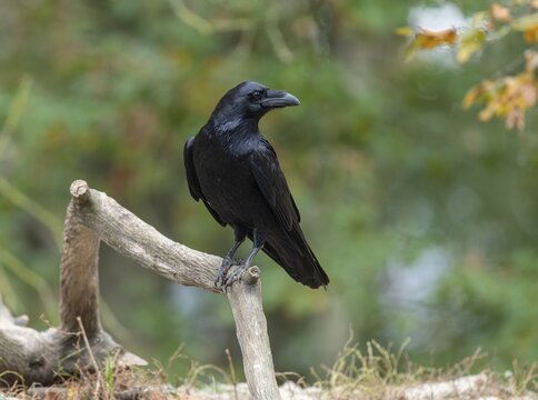 Common raven (Corvus corax) stands on an old branch and looks attentively, Germany