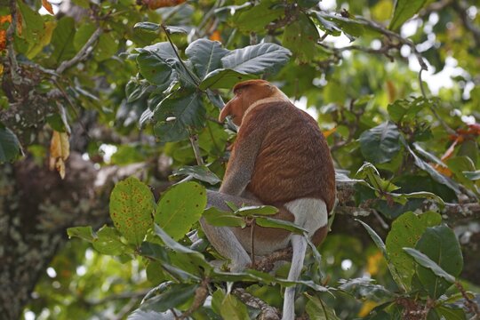 Proboscis Monkey (Nasalis larvatus), male sitting in a tree in the rain forest, feeding, Bako National Park, Sarawak, Borneo, Malaysia