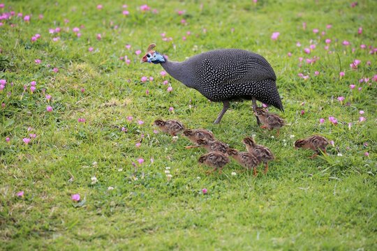 Helmeted guineafowl (Numida meleagris), adult, young animals, chicks, alert, walking, Kirstenbosch Botanical Garden, Cape Town, South Africa