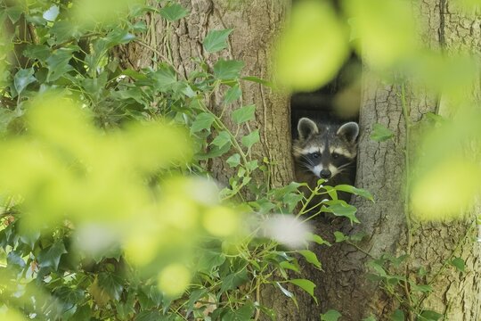 A raccoon (Procyon lotor) peeks out of a tree hollow, surrounded by green leaves, Hesse, Germany