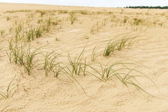 Pioneer plants on a dune in the Hooge Veluve National Park, De Hooge Veluve, Arnhem, the Netherlands