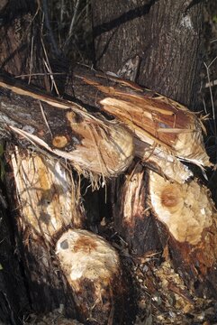 Signs of feeding, European Beaver (Castor fiber), Giessen bei Stans, Tyrol, Austria, Europe