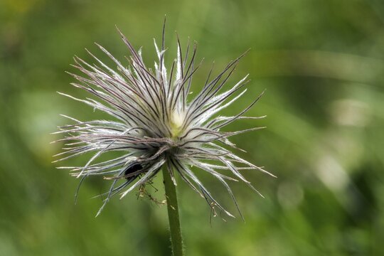 Fruit of the Alpine pasque flower (Pulsatilla alpina), close-up, Fellhorn, Oberstdorf, Oberallg&auml;u, Allg&auml;u, Bavaria, Germany