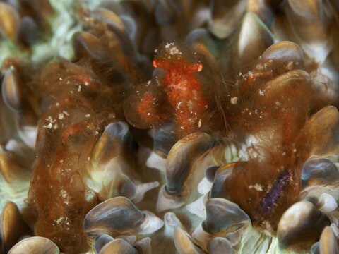 An orange creature, orang-utan crab (Achaeus japonicus), on a coral, dive site Gondol East, Penyapangan, Bali, Indonesia